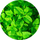 PUDINA